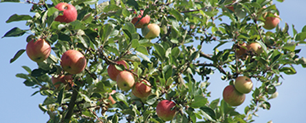 Apfelbaum